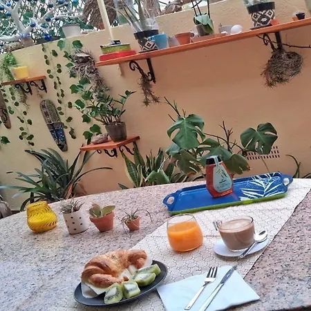 Oasis Epifito Urbano Botanical Wellness Oasis Near Of Arts & Sciencies Valencie
