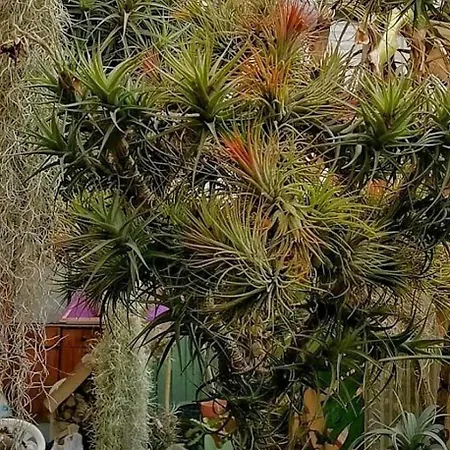 Oasis Epifito Urbano Botanical Wellness Oasis Near Of Arts & Sciencies * Valencie