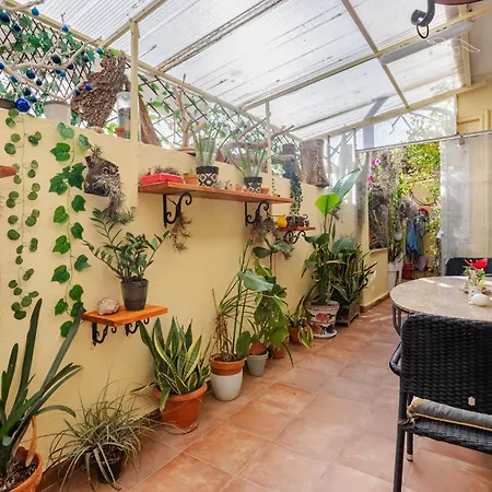 Oasis Epifito Urbano Botanical Wellness Oasis Near Of Arts & Sciencies * Valencie